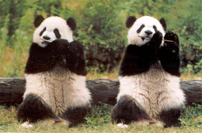IndéPanda6